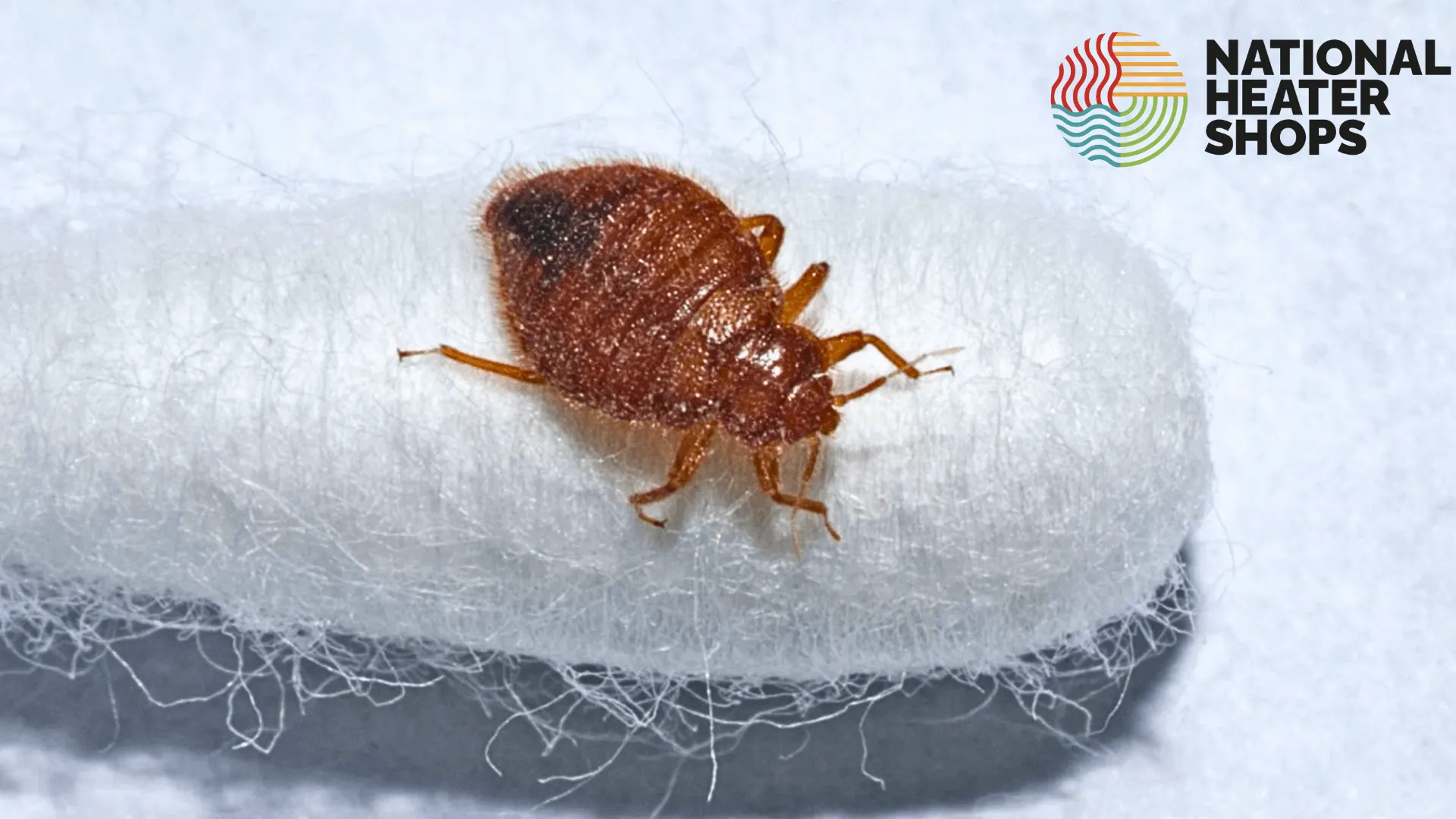How To Get Rid of Bed Bugs